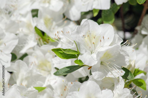 white azalea