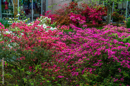 Bush with pink azalea flowers, Keukenhof Park, Lisse in Holland