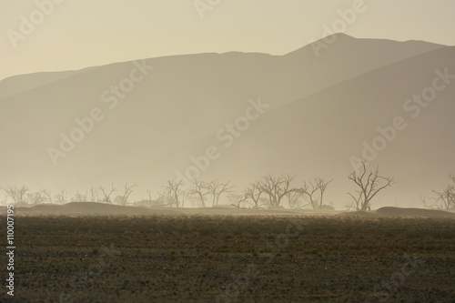 Kameldornb  ume im Tsauchab  Namib-Naukluft-Nationalpark 