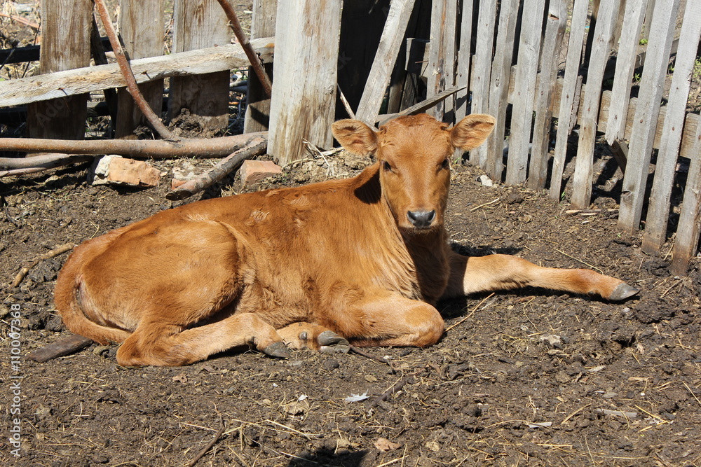 Obraz premium Calf basking the sun 19646