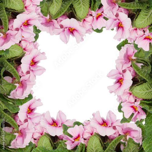 frame of pink flowers isolated on white