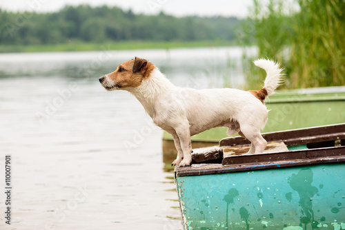 Fototapeta Naklejka Na Ścianę i Meble -  Summer scene: wet dog standing on river boat