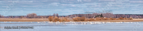 Panorama with migratory birds.
