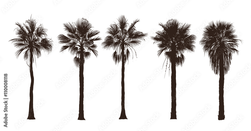 Naklejka premium Palm trees