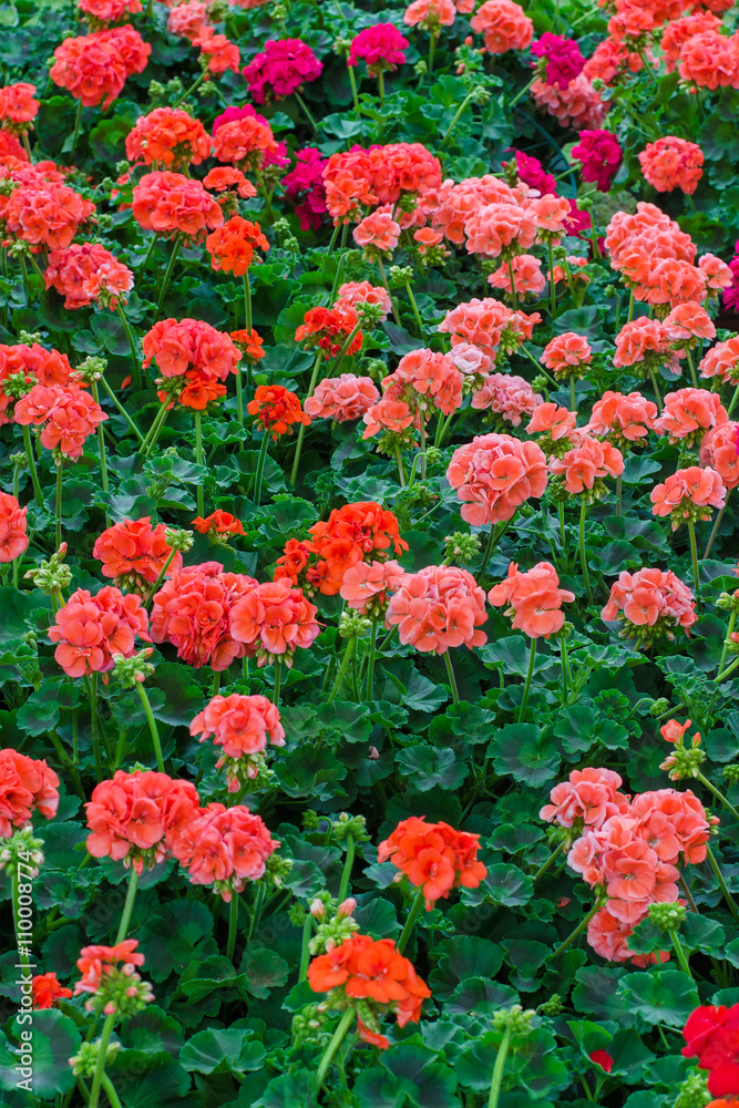 expanse of geranium plants