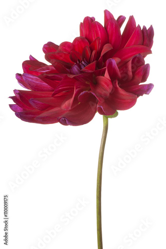 Fototapeta Naklejka Na Ścianę i Meble -  dahlia
