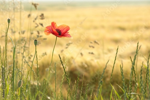 Fototapeta Naklejka Na Ścianę i Meble -  Poppy in the field at dawm