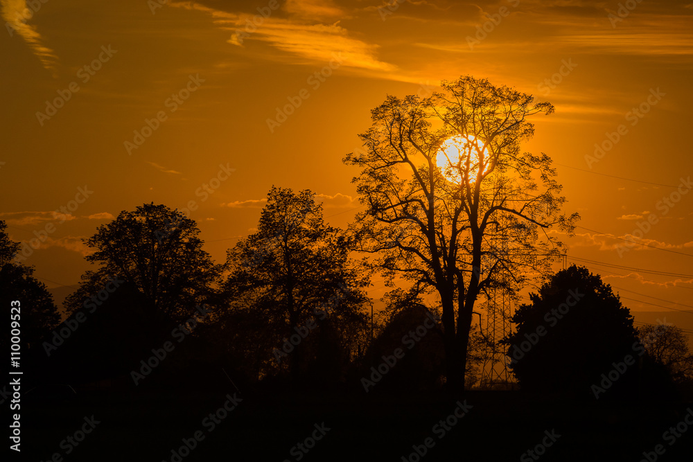 Silhouette of trees with the sun behind the tree Silhouette of trees with the sun behind the tree
