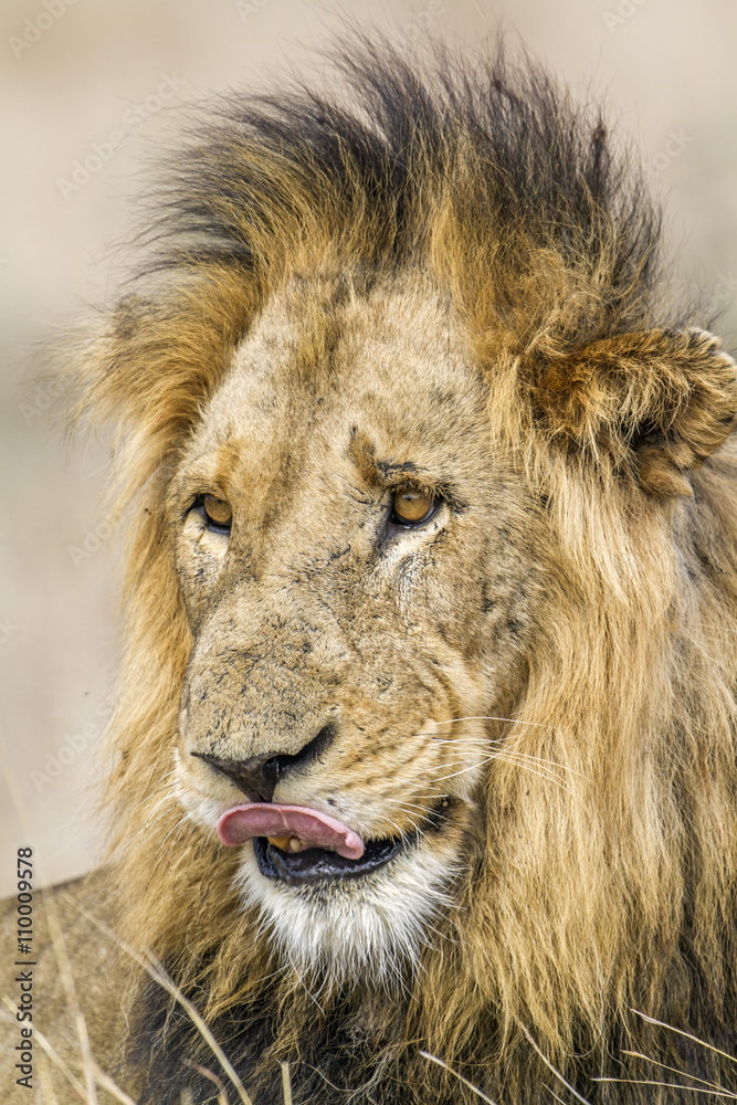 Fototapeta premium Lew w Parku Narodowym Krugera