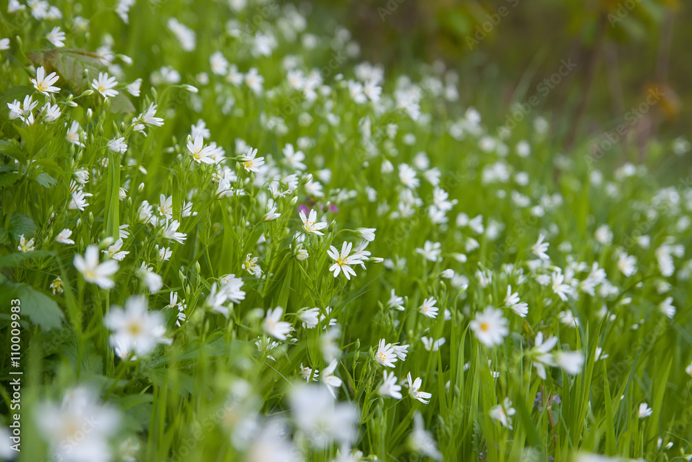 small white flowers on the meadow. close-up