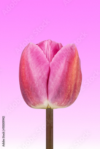 Fototapeta Naklejka Na Ścianę i Meble -  tulip macro on pink white textured background