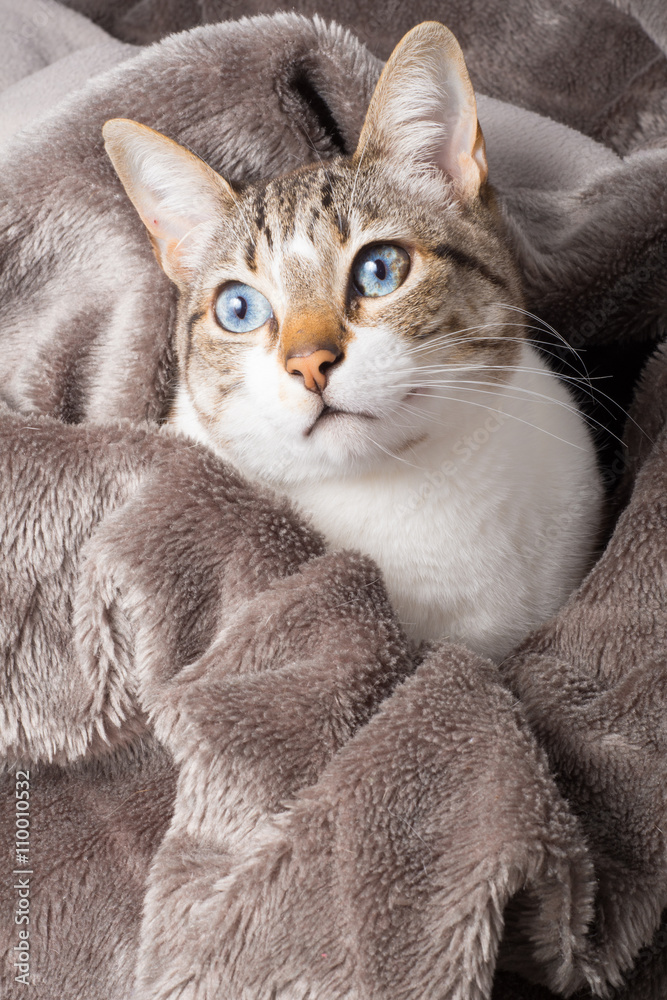 beautiful blue eyed cat