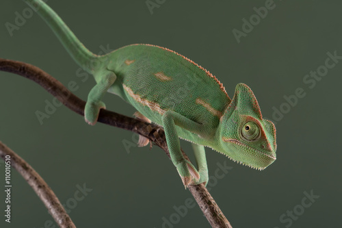 Veiled Chameleon (Chamaeleo Calyptratus)/Veiled Chameleon on plant against green background