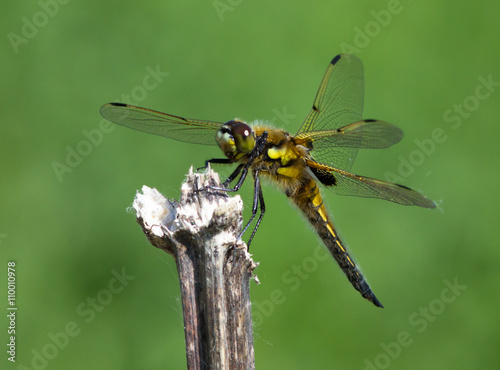 Yellow dragonfly sitting on the branch