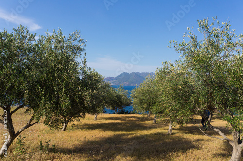 Champ d'oliviers, Péloponnèse, Grèce