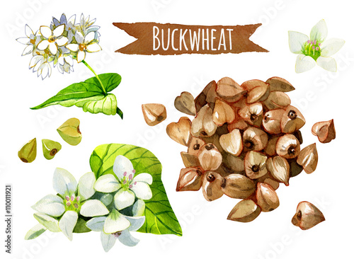 Tableau sur toile Buckwheat, watercolor set, vector clipping paths included