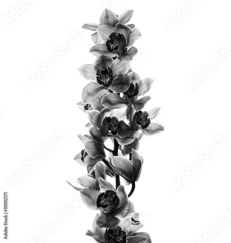 Fototapeta Naklejka Na Ścianę i Meble -  Orchid flowers