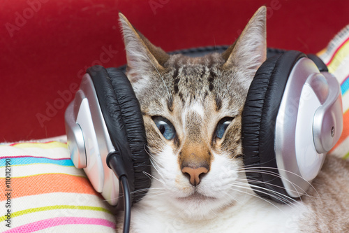 Fototapeta Naklejka Na Ścianę i Meble -  dj cat