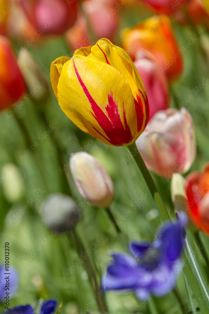 Naklejka premium Gelb Rote Tulpe