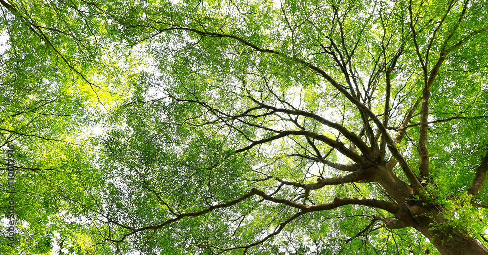 green forest background in a sunny day green forest background in a sunny day