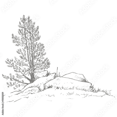 pine trees and rocks
