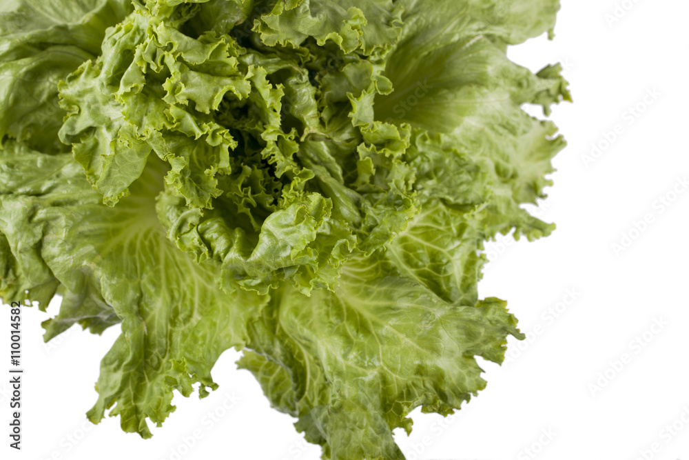 Obraz premium lettuce