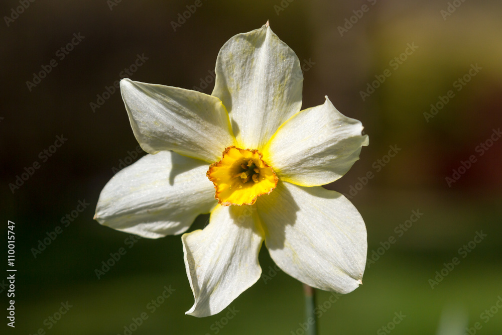 Fototapeta premium Daffodil