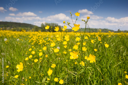 Blumenwiese