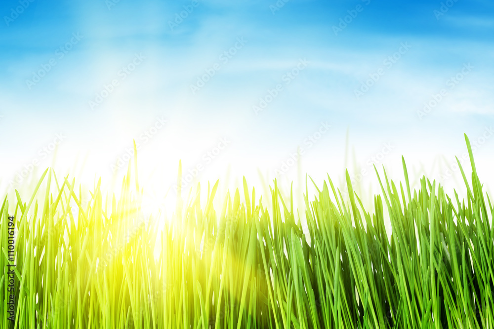 Green grass field and blue sky with sun