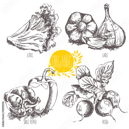 Collection of hand-drawn organic vegetables, fruit, foods. Vector illustration in vintage style.