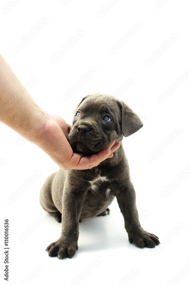 Fototapeta premium Baby cane corso