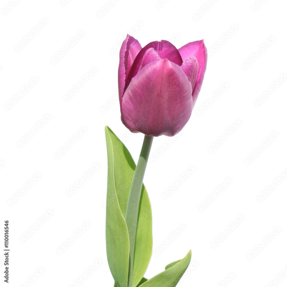 Purple tulip isolated on white background