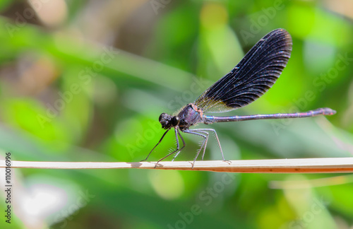 Devil black damselfly photo