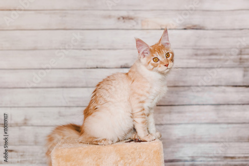 Red Silver Tabby Maine Coon Kitten