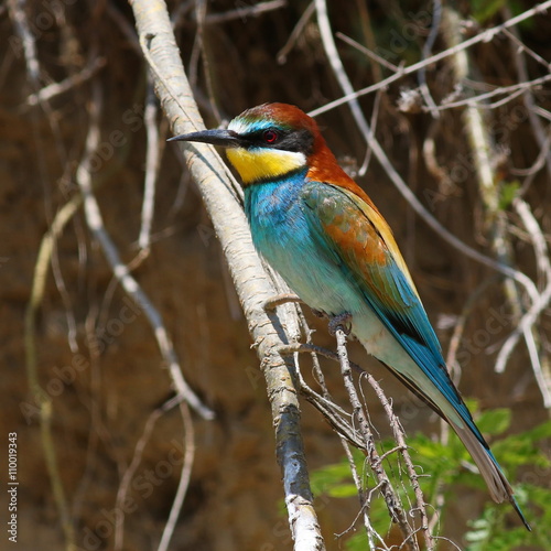 European bee-eater, Merops apiaster © dule964