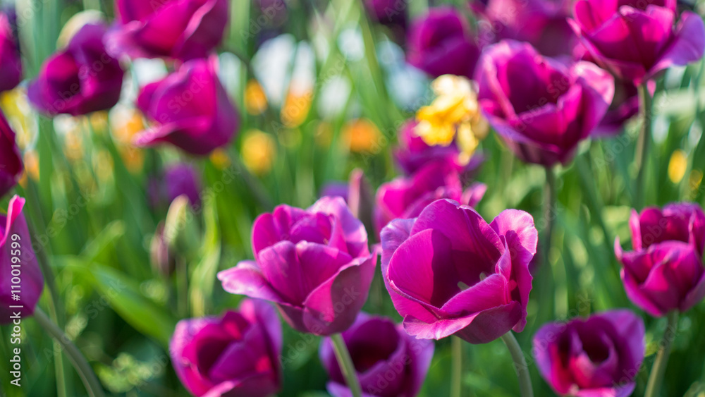 lot of vivid violet tulips, spring, outdoors