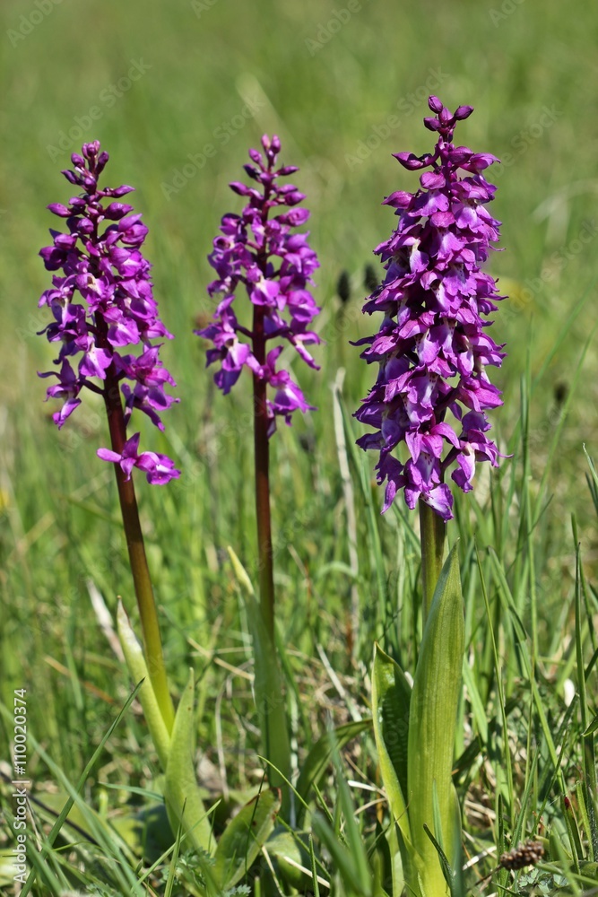 Stattliches Knabenkraut (Orchis mascula)
Stattliches Knabenkraut (Orchis mascula)