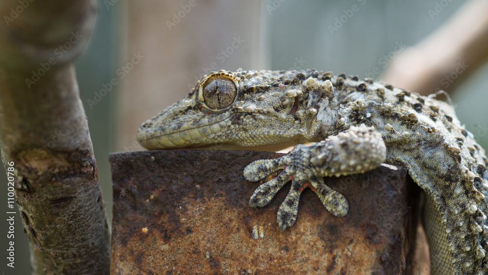 Patte de lézard Photos Adobe Stock — free download