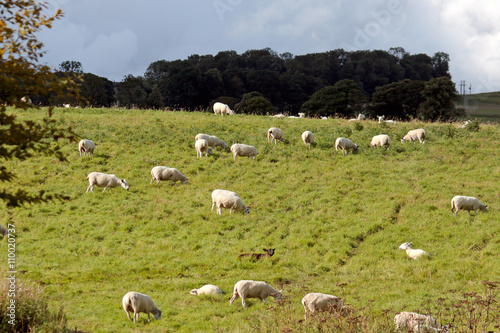 Flock of sheep on a hillside near Alnwick Norhumberland photo