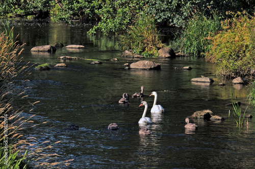 Mute Swans with Cygnets on the River Aln
