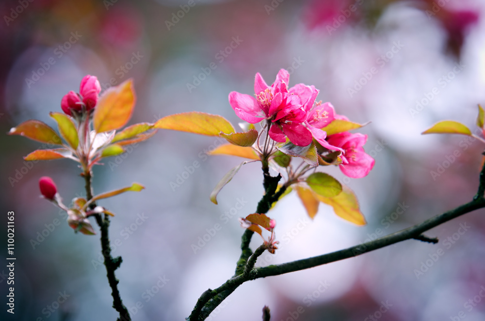Flowering decorative apple tree Flowering decorative apple tree