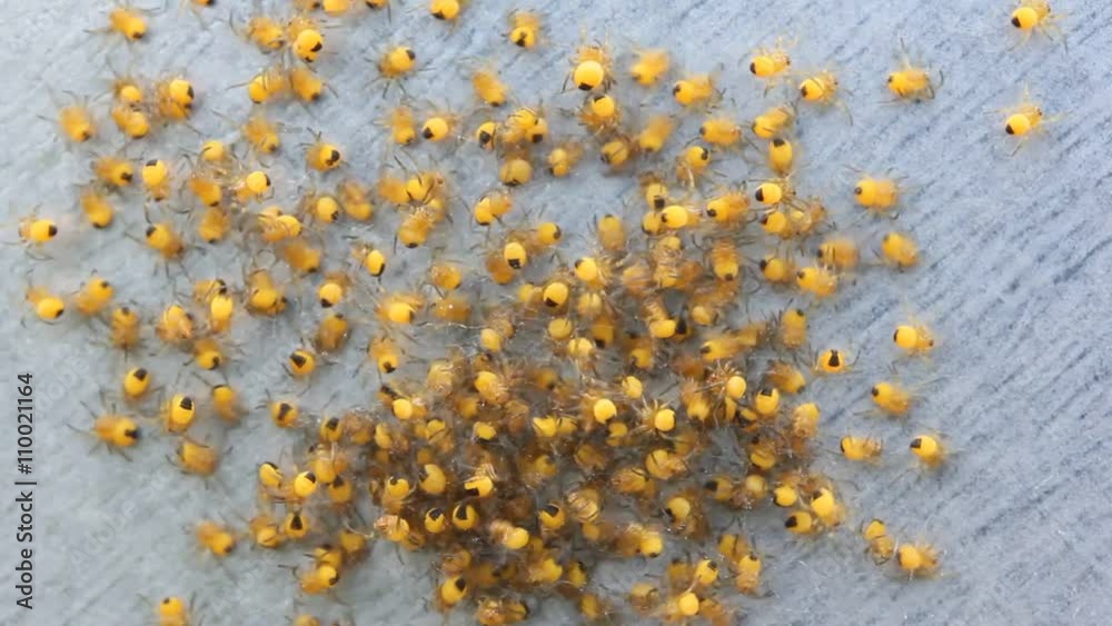 big pile of small yellow cubs in the web spiders quickly scatter in different directions