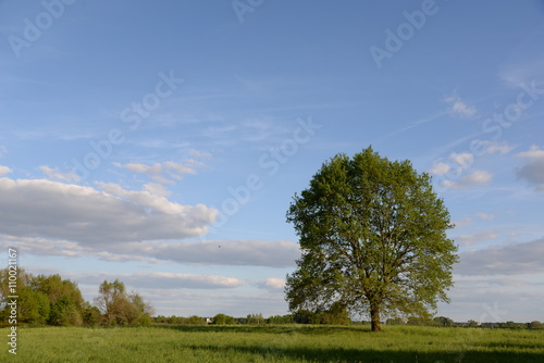 Eiche im Frühling