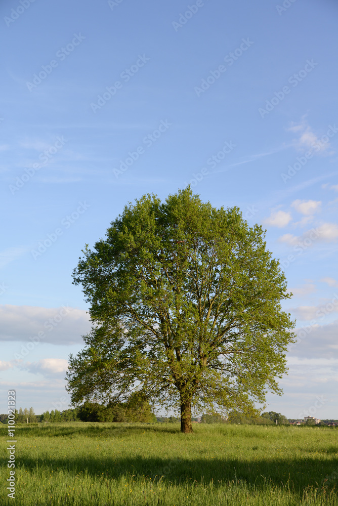 Obraz premium Dąb wiosną