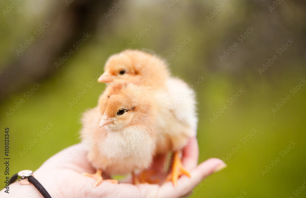 Little chicken sitting on a palm
