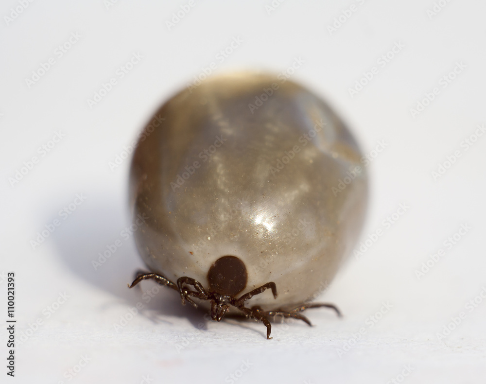tick tick