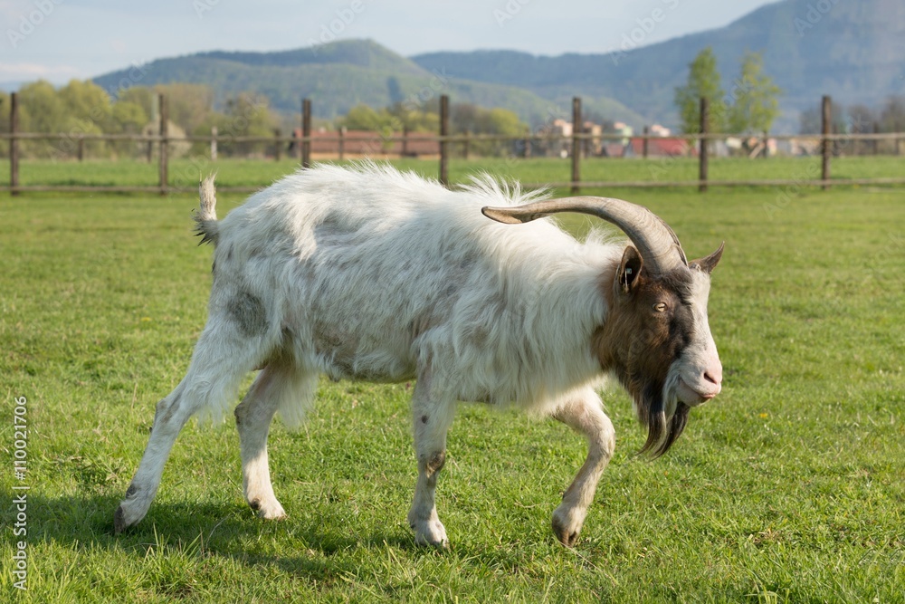 Obraz premium Goat