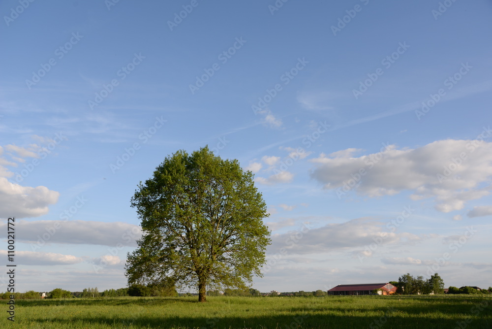 Fototapeta premium Eiche im Frühling