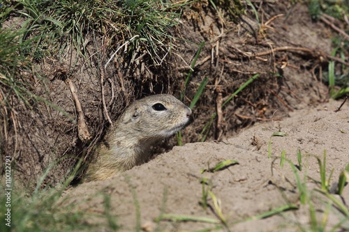European ground squirrel (Spermophilus citellus) peeks from the burrow.