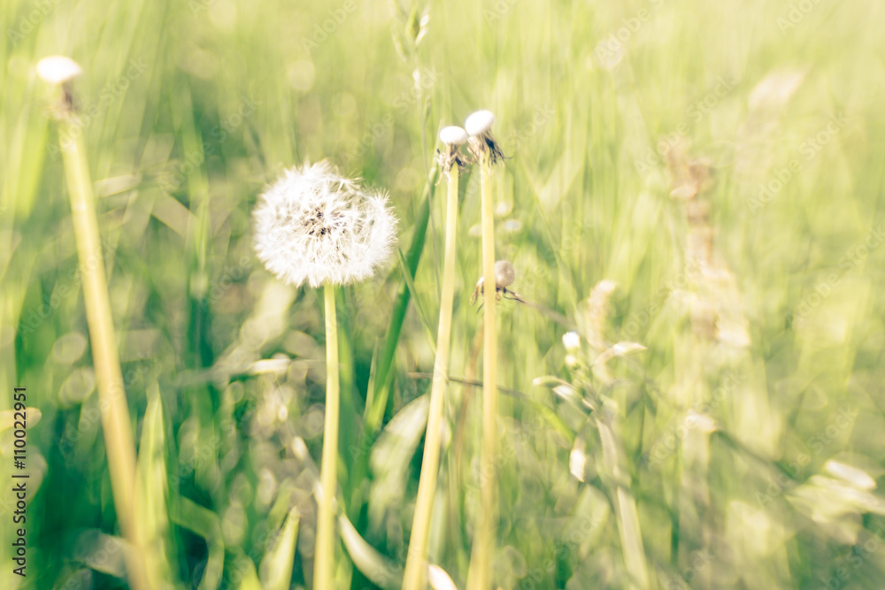 Close-up of dandelion in the meadow with nice bokeh